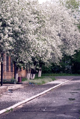 цветущие деревья во дворе