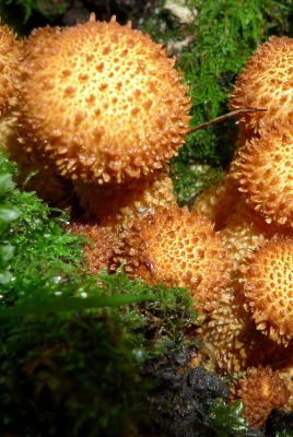 Лесные грибы на пне