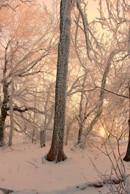 светло-розовая зима