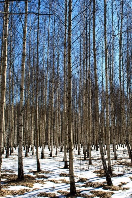 березы в оттепель