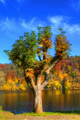 осенние деревья у реки