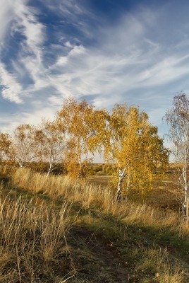 березы в степи