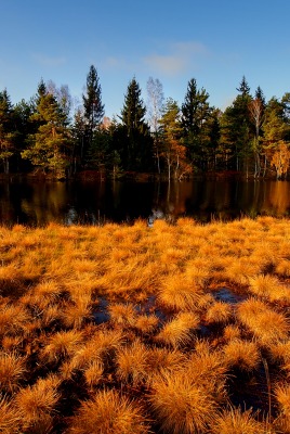 осенний лес