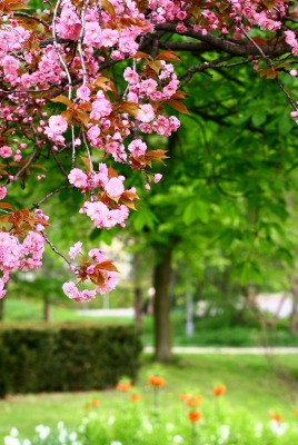 весенние цветы с деревьями