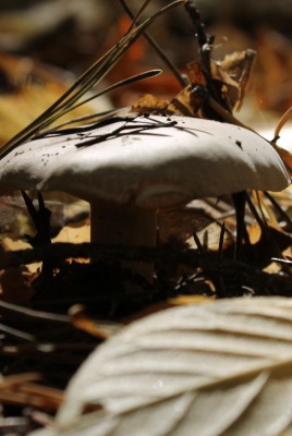 гриб в осеннем лесу