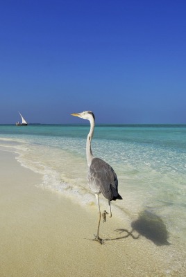 птицы на Мальдивах