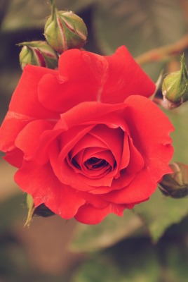 красивая роза