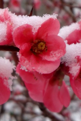 Розовые цветы под снегом