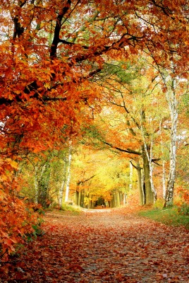 Осенняя лесная тропа