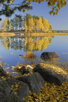 осенние деревья у озера