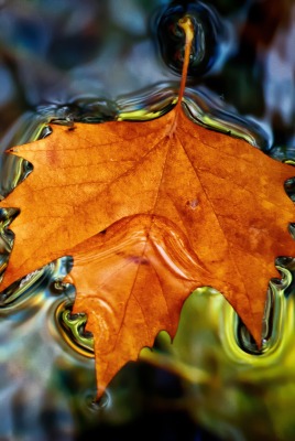 Кленовый лист лист вода на воде