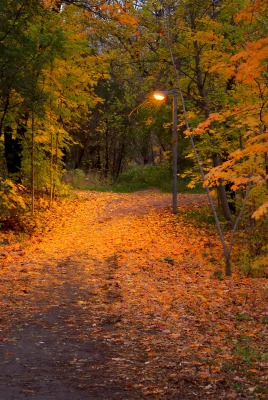 Осень лес парк фонарь листья