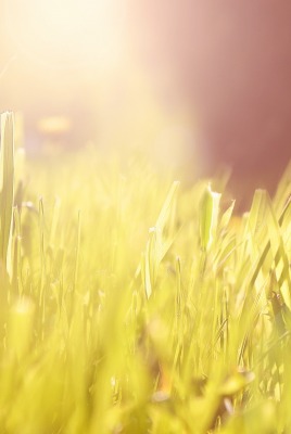 солнце трава