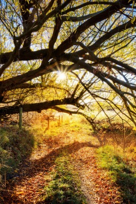 Дерево осень ветви лучи солнца