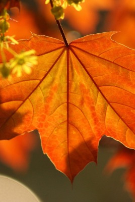 природа лист осень