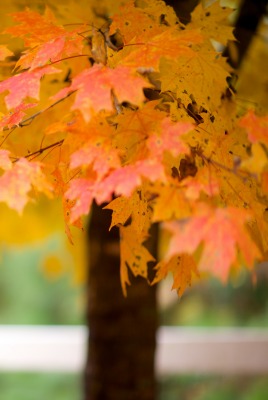 клен листья желтые осень природа дерево