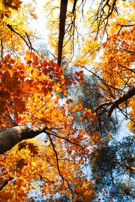 Дерево листья деревья осень