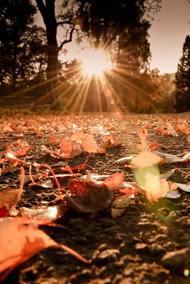 Листья осень асфальт