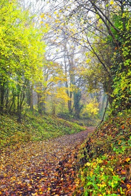 Осень природа тропа деревья