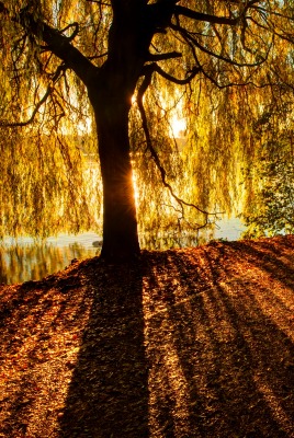 Лучи солнце дорога дерево