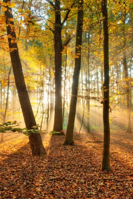 Лучи осень лес