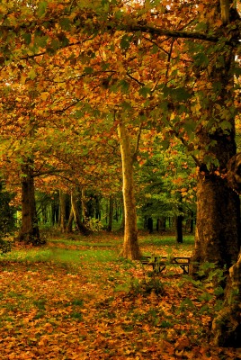 лес осень
