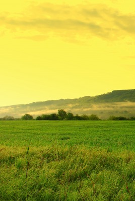 природа трава деревья небо облака