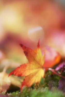 лист листья осень