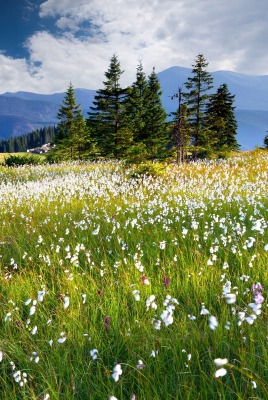 Поле цветы белые горы
