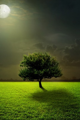 природа дерево трава поле луна
