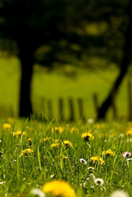 Одуванчики поле трава