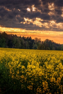 поле желтые цветы небо облака лес деревья природа