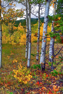 Березы осень роща