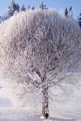 Иней дерево зима