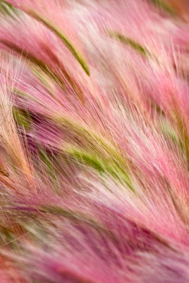 mavericks трава розовая