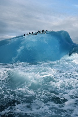 Пингвины льдина