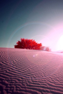 Песок пустыня дюны закат розовый