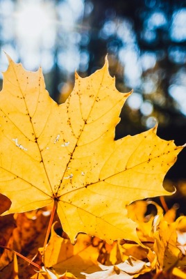 Осень лист природа