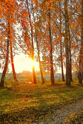 природа деревья осень дорога трава