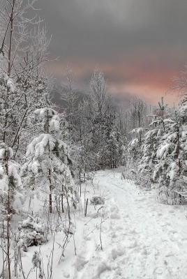 Зима снег лес
