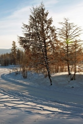 природа зима снег деревья лес
