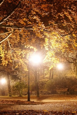 ночной осенний парк