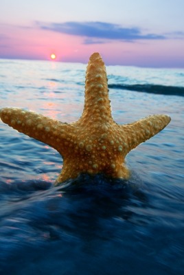 морская звезда море