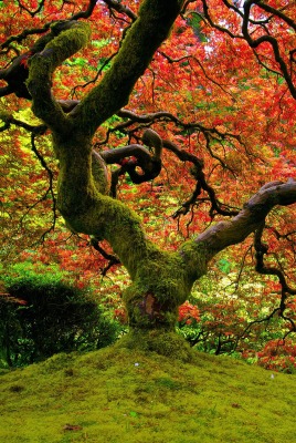 Дерево ветви осень