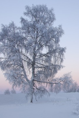 природа зима снег деревья