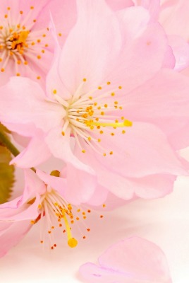 Розовые цветы растения лепестки