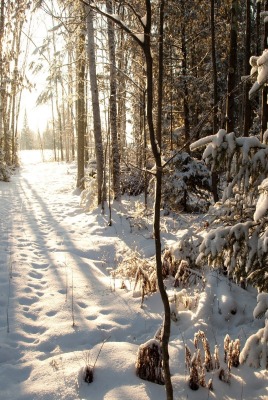 Снег лес зима ели