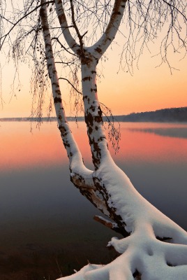 природа береза деревья вода озеро лес