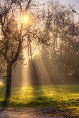 природа деревья солнце