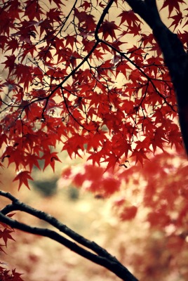 природа листья ветки деревья осень
